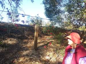 Lauries mum - Judith Derrick - 14 Aug 2016