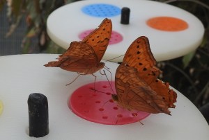 cruiser-vindula-arsinoe-proboscis-nectar-18-june-2016