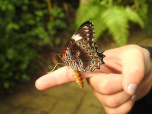 red-lacewing-cethosia-cydippe-18-june-2016-lowres