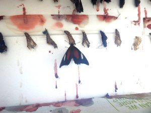 red-lacewing-cethosia-cydippe-hatching-18-june-2016-lowres