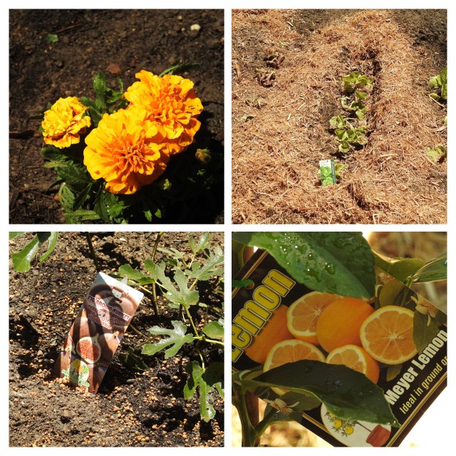 marigold-flowers-for-mosquito-control-31-jan-2016-lowres-collage