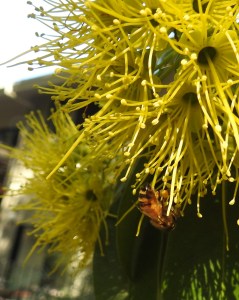 Honey Bee on Golden Penda - 30 May 2017