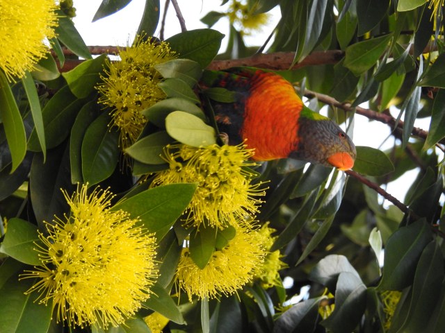 Rainbow Lorikeet on Golden Penda - 30 May 2017