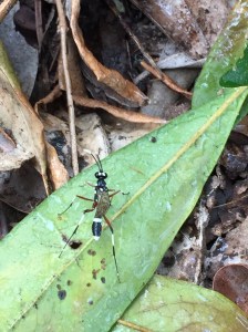 Black and White Ichneumon Wasp - Anacis sp. - 14 Aug 2017