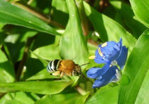 Blue Banded Bee - Amegilla cingulata - 7 Nov 2017