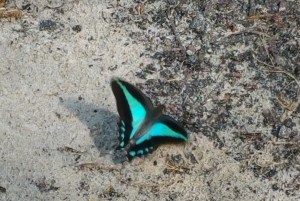 Blue Triangle - Puddling - D Frenkiel - Nov 2017 cropped
