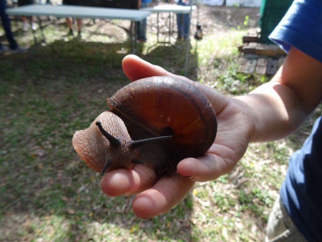 Giant Panda Snail - Hedleyella falconeri - 8 Oct 2017