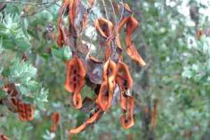 acacia podalyriifolia - photo Sheldon Navie