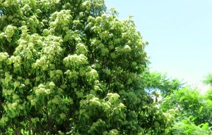 Backhousia citriodora