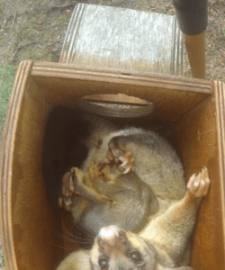Brushtail in box - Fox Gully Bushcare
