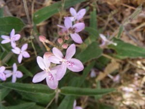 Love Flower - Pseuderanthemum variable - GPP Jan 30 10