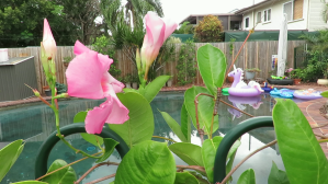 Mandevilla - Giant Pink - 5 Jan 2018