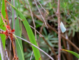 Mango Planthopper - Colgaroides acuminata - 2 Jan 2018