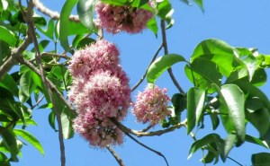 Melicope elleryana - 3 Jan 2018