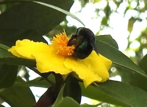 Metallic Carpenter Bee - Xylocopa (Lestis) bombylans -11 Sept 2016 adjusted