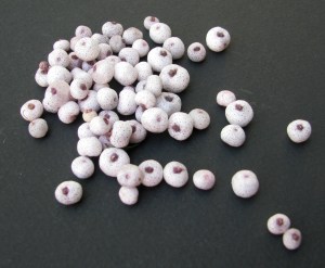 Midgen Berry -Austromyrtus dulcis - fruit - Feb10