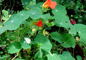Nasturtium - Tropaeolum majus - 2 Jan 2018 cropped