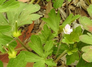 Native Geranium -Geranium solanderi - flower - 12 Oct 2016
