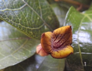 Richmond Birdwing Butterfly Vine - Pararistolochia praevenosa - flower - 16 Oct 2016