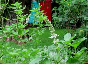 Sweet Basil Ocimum sp cropped