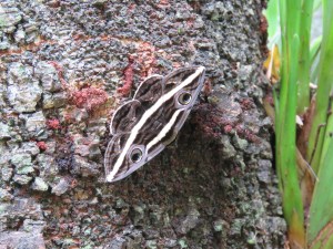 Tooth White Banded Noctuid - Donuca orbigera - 2 Jan 2017