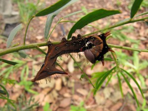 Wattle Notodontid Moth 1 - 26 Oct 10
