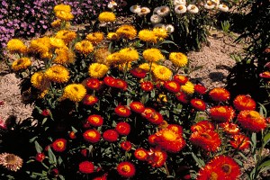 Xerochrysum bracteatum Photo ANPSA