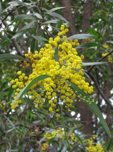 Zig-zag Wattle - Acacia macradenia - flower - Jul09