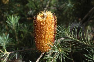 Banksia spinulosa - Fagg M
