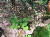 Creek Lily - Crinum pedunculatum - 11 Jan 2017 lowres