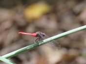 Fiery Skimmer Dragonfly - Orthetrum villosovittatum