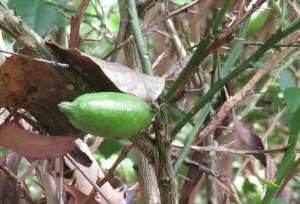 Finger Lime fruit 11 Jan 2018