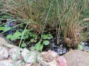 Frog Pond - 11 Jan 2018