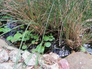 Frog Pond - 11 Jan 2018