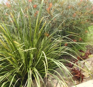 Lomandra hystrix - 7 Sept 2016