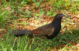 Pheasant Coucal - Centropus phasianinus - Jan09