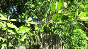 Swamp Banksia Banksia robur
