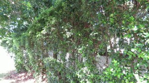 Syzygium australe Creek Satinash