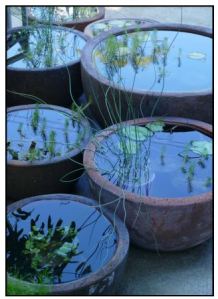 Water plants for containers