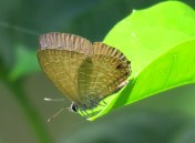 Wattle Blue - Theclinesthes miskini - 11 Jan 2018