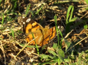 Australian Painted Lady - vanessa kershawi - 30 Mar 2018