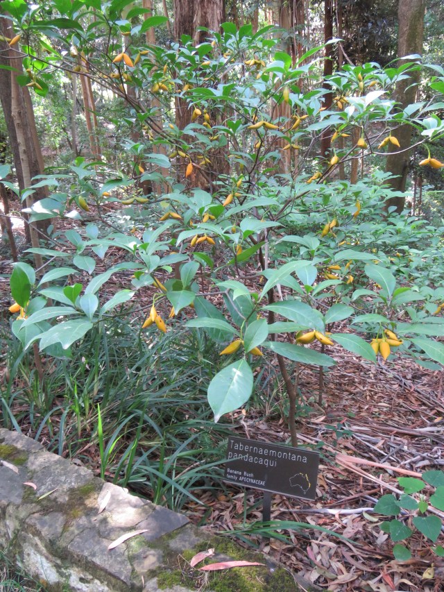 Banana Bush - Tabernaemontana pandacaqui - 3 Apr 2018