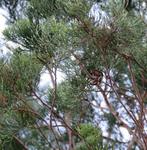 Cypress sp. - 30 Mar 2018