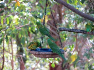Scaly-breasted Lorikeet - 17 Feb 2014