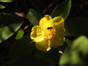 Climbing Guinea Flower - Hibbertia scandens - flower - 13 Oct 2016