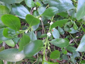 Creeping Boobialla - Myoporum parvifolium - flower - Crosby Road Bushcare - 26 May 2018