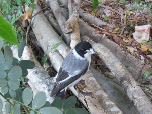 Grey Butcherbird - Cracticus torquatus - Crosby Road Bushcare - 26 May 2018