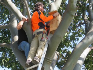 Frank installing Rainbow box - 13 Sept 2018