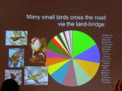 Small birds use road bridge lr