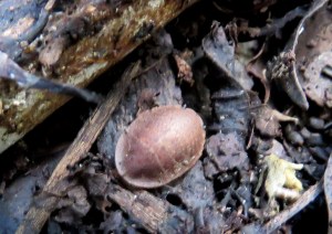 Bark Cockroach - Laxta sp. - 11 April 2019